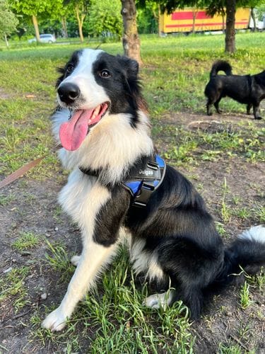 Customer photo review of Furryking™ Ultimate Personalized No Pull Dog Harness