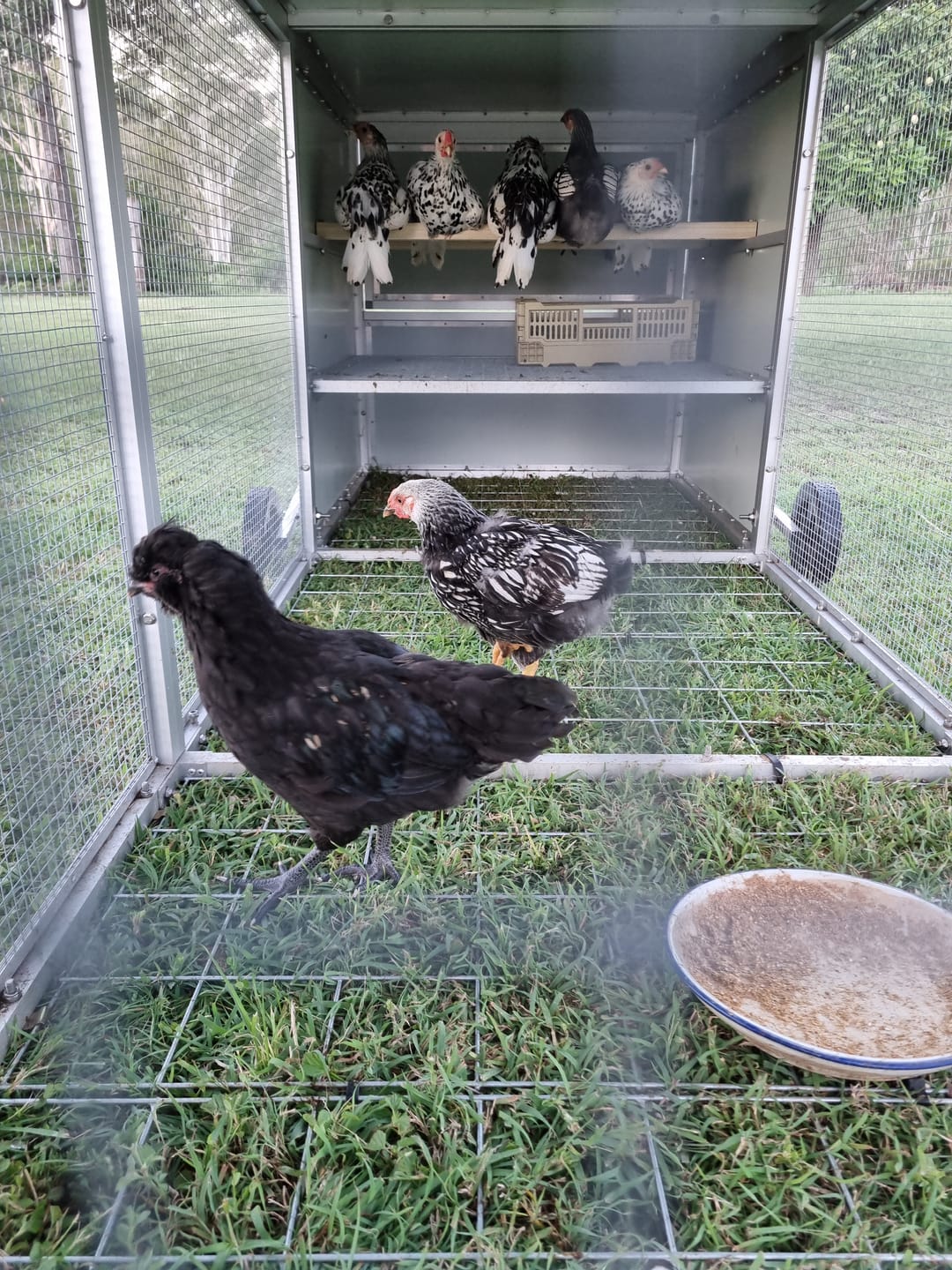 Customer photo review of Galvanised Mesh Floor for Chicken Coop