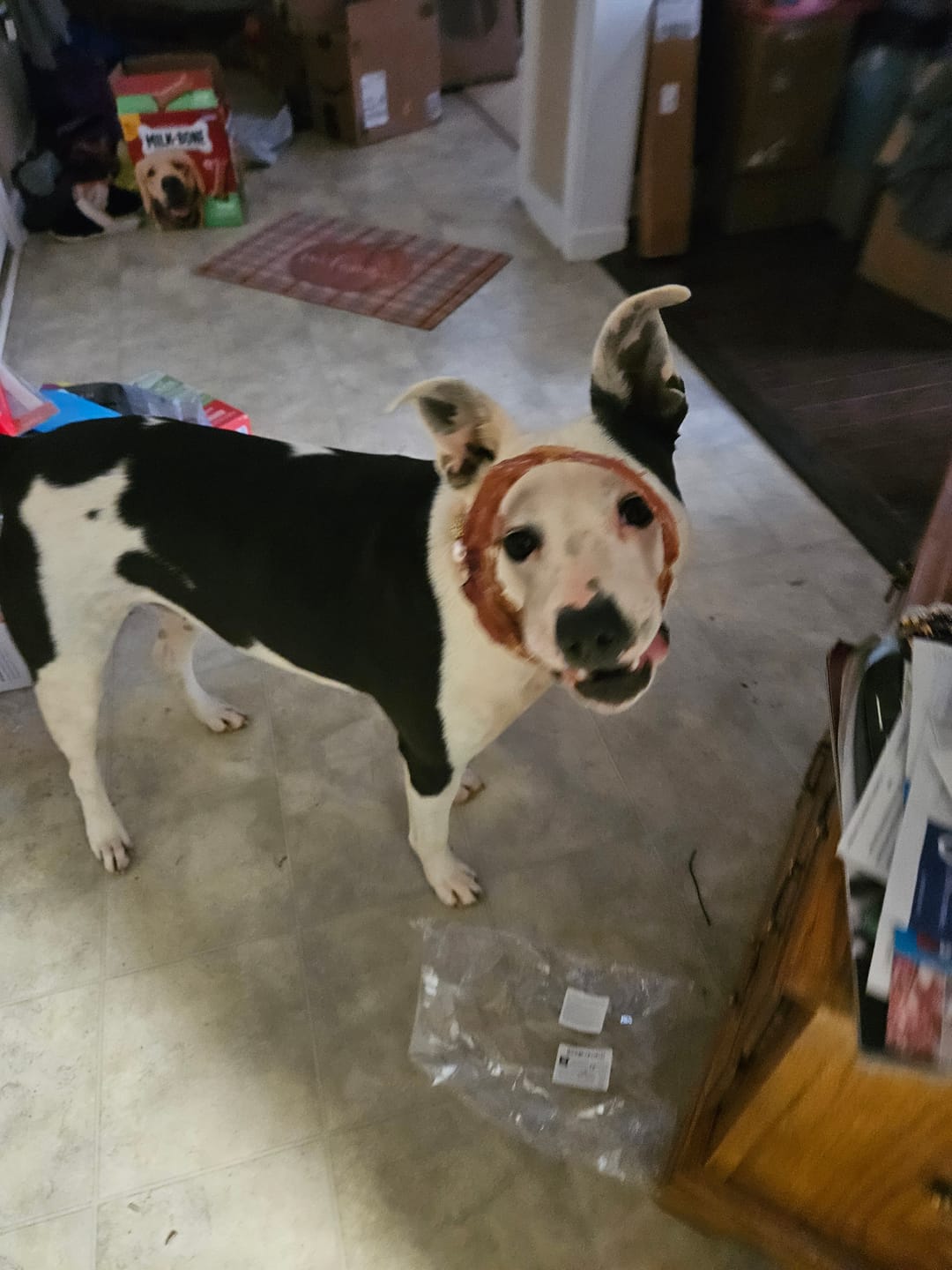 Customer photo review of Large Bully Stick Ring