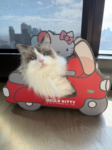 Customer photo review of Hello Kitty Series Motorcycle | Corrugated Paper Cat Scratcher