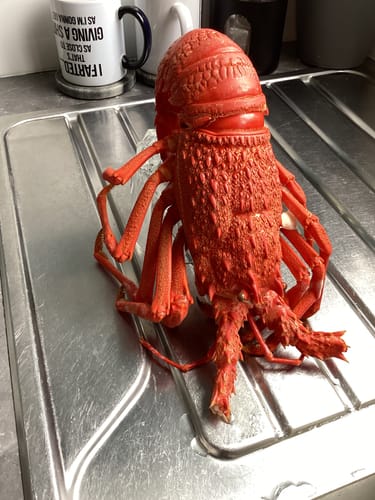 Customer photo review of Live NZ Red Crayfish