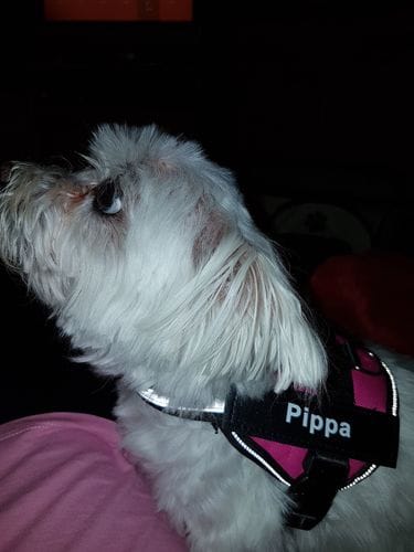 Customer photo review of Furryking™ Ultimate Personalized No Pull Dog Harness