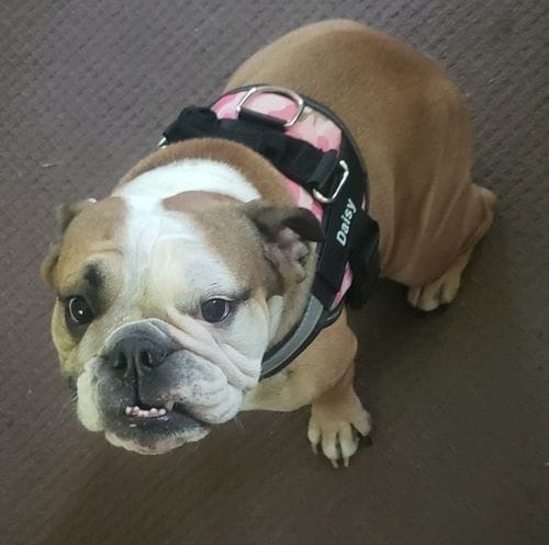 Customer photo review of Furryking™ Ultimate Personalized No Pull Dog Harness