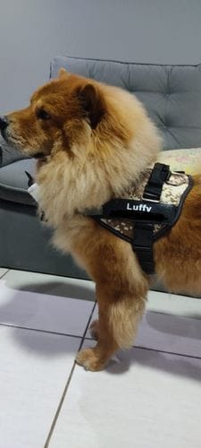 Customer photo review of Furryking™ Ultimate Personalized No Pull Dog Harness