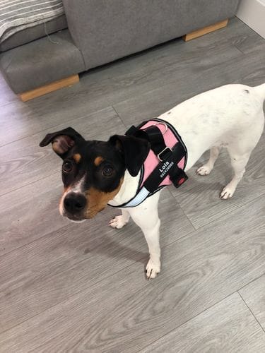 Customer photo review of Furryking™ Ultimate Personalized No Pull Dog Harness