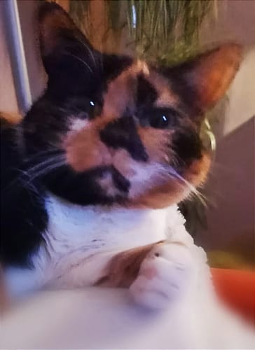 Customer photo review of Gelenk Gummies