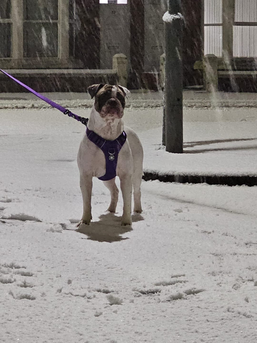 Customer photo review of Air Harness | Anti-Pull & With Handle - Purple