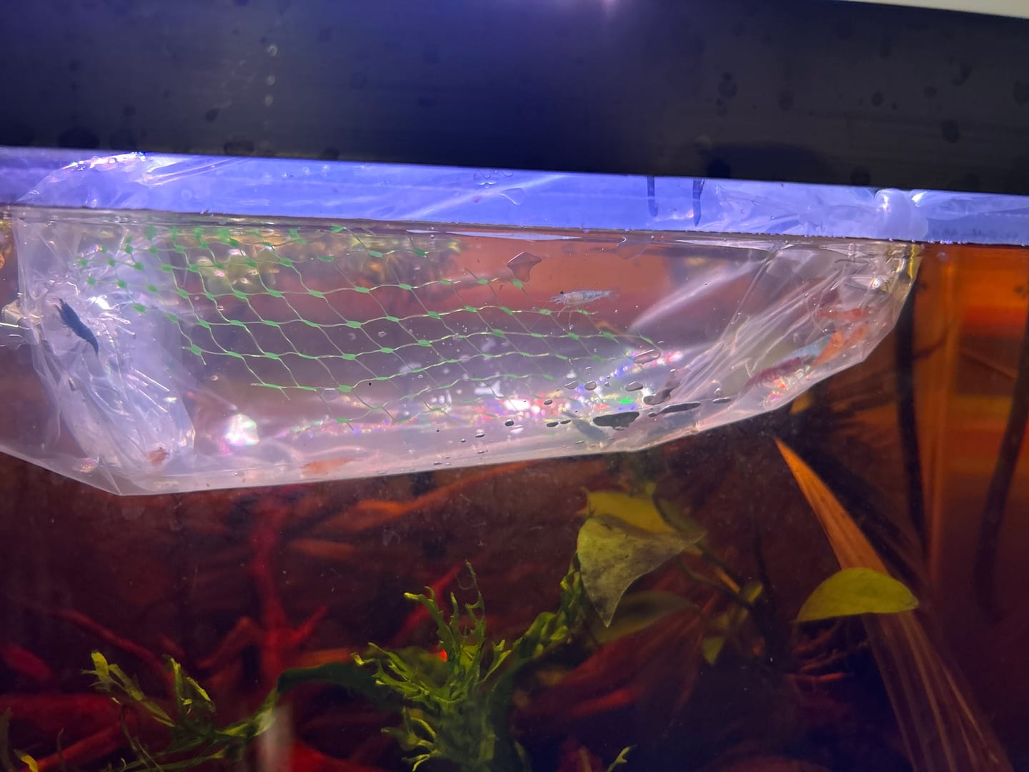 Customer photo review of Carbon Rili Shrimp