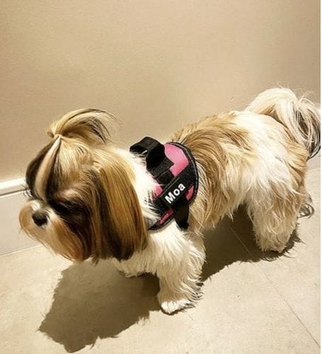 Customer photo review of Furryking™ Ultimate Personalized No Pull Dog Harness