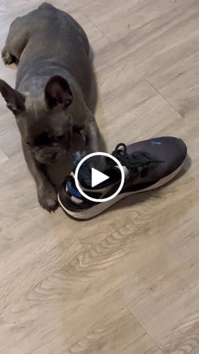 Customer video review of BLUEBERRY YAK CHEWS