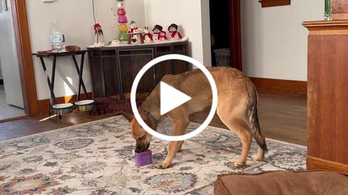 Customer video review of Freezbox - Super Tough Treat Toy