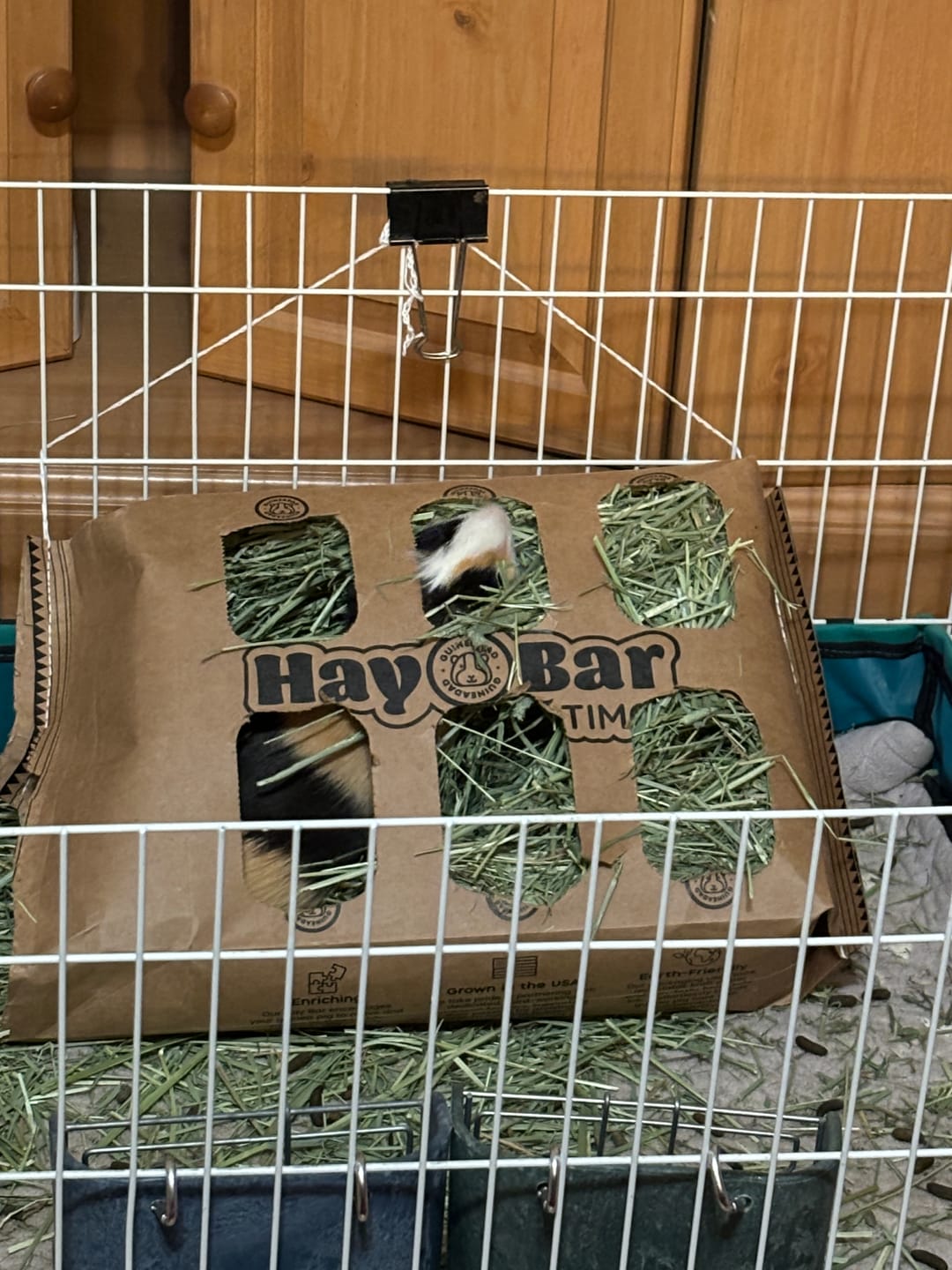 Customer photo review of Orchard Hay Bar for Guinea Pigs (5 Pack)