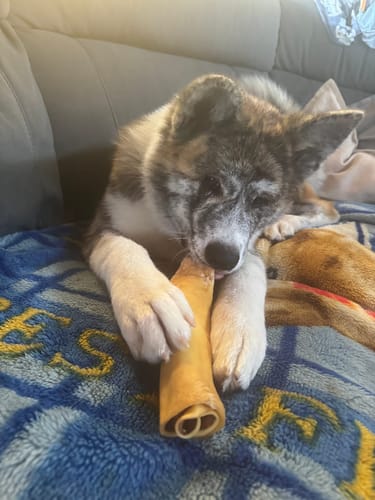 Customer photo review of Cow Skin Rolls (10 Pack) Long Lasting Chews