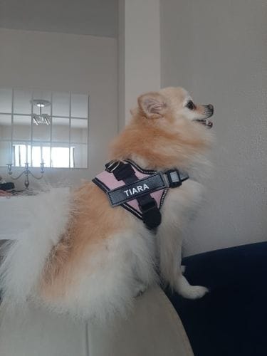 Customer photo review of Furryking™ Ultimate Personalized No Pull Dog Harness