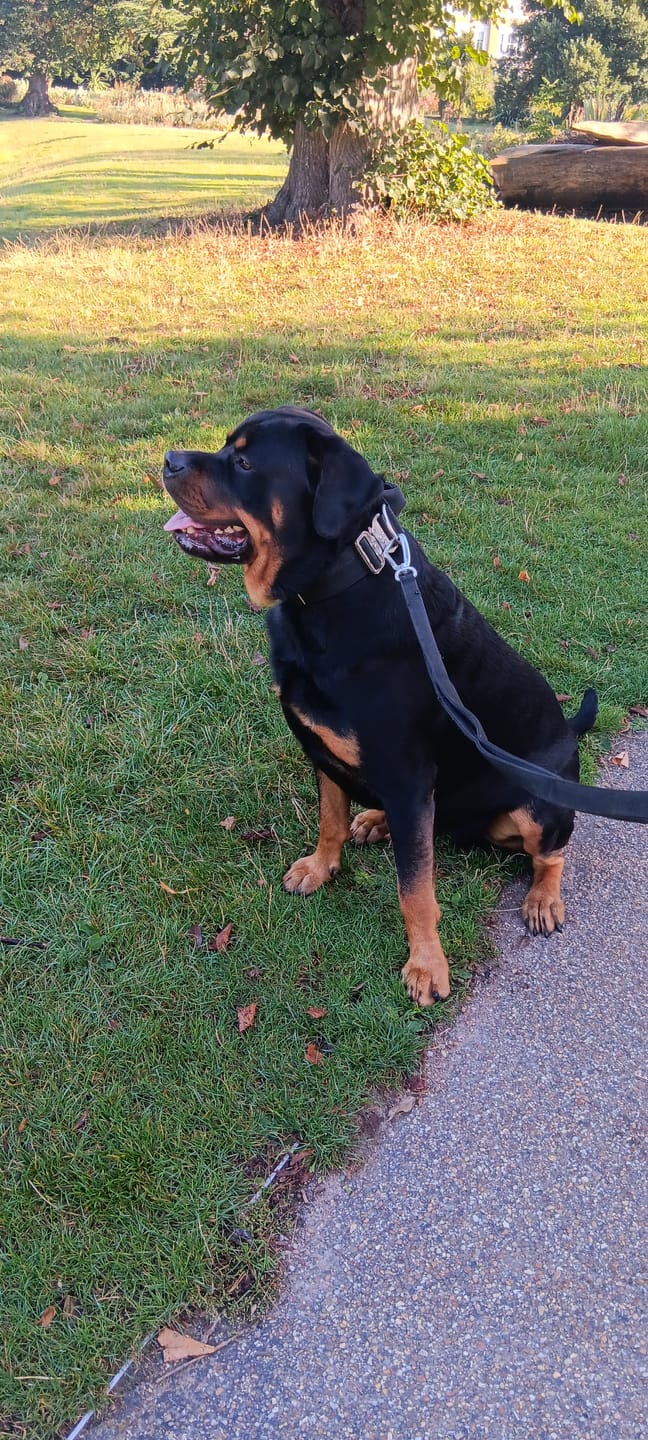 Customer photo review of Ladder Combat® Lead - Multiple Handles - Black v2
