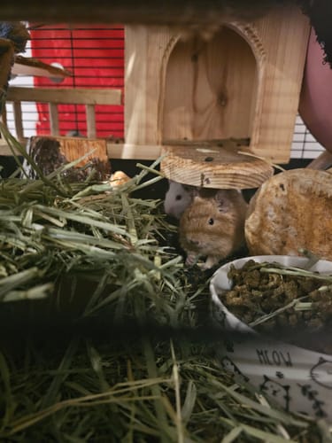 Customer photo review of Timothy Hay Box 'Blend'