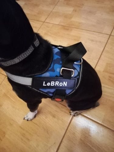 Customer photo review of Furryking™ Ultimate Personalized No Pull Dog Harness