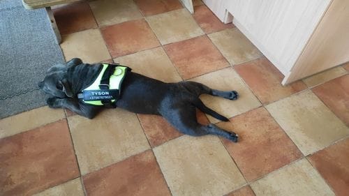 Customer photo review of Furryking™ Ultimate Personalized No Pull Dog Harness