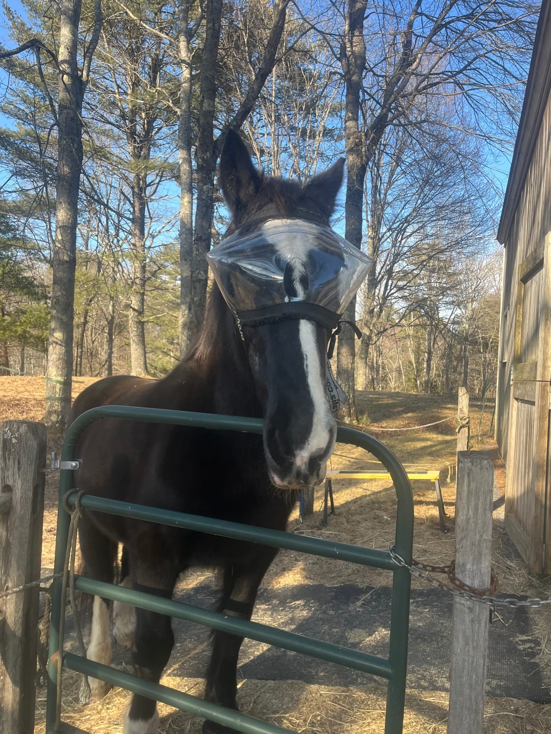 Customer photo review of Recovery Vizor - Clear UV Tint