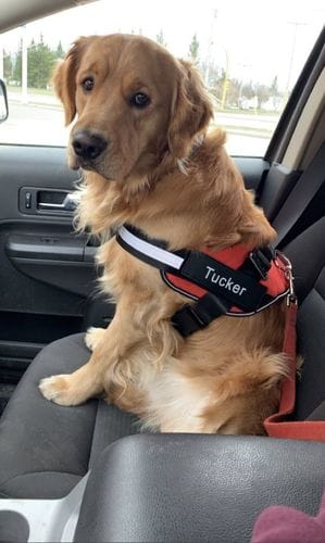 Customer photo review of Furryking™ Ultimate Personalized No Pull Dog Harness