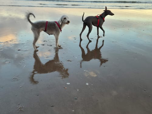 Sarah B. review of Mini Training Anti Pull TRI-Harness® | Small Breeds - Red image 1 out of 3