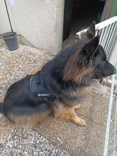 Customer photo review of Furryking™ Ultimate Personalized No Pull Dog Harness