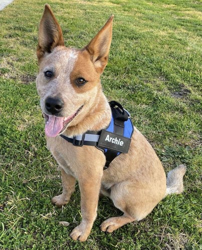 Customer photo review of Furryking™ Ultimate Personalized No Pull Dog Harness