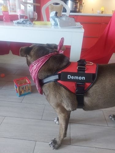 Customer photo review of Furryking™ Ultimate Personalized No Pull Dog Harness