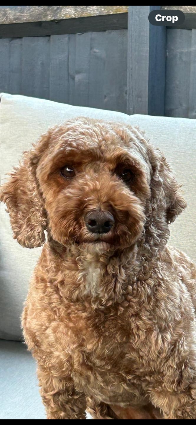 Customer photo review of FaceSock | Custom Dog Socks With Photo