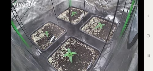 Customer photo review of Autopot 4 Pot Self Watering Systems