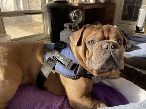 Customer photo review of Furryking™ Ultimate Personalized No Pull Dog Harness