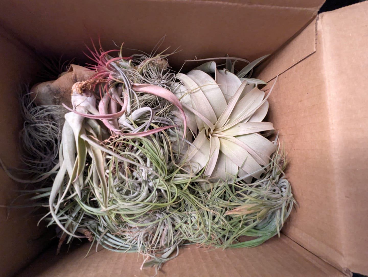Customer photo review of B Quality Greenhouse Mix 10 Plant Pack