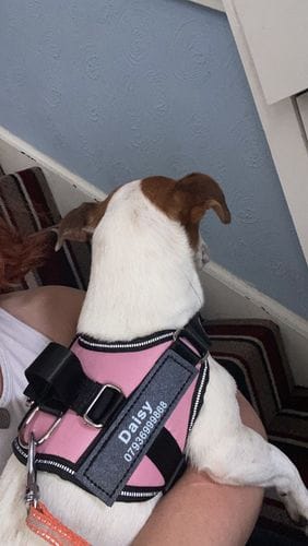 Customer photo review of Furryking™ Ultimate Personalized No Pull Dog Harness
