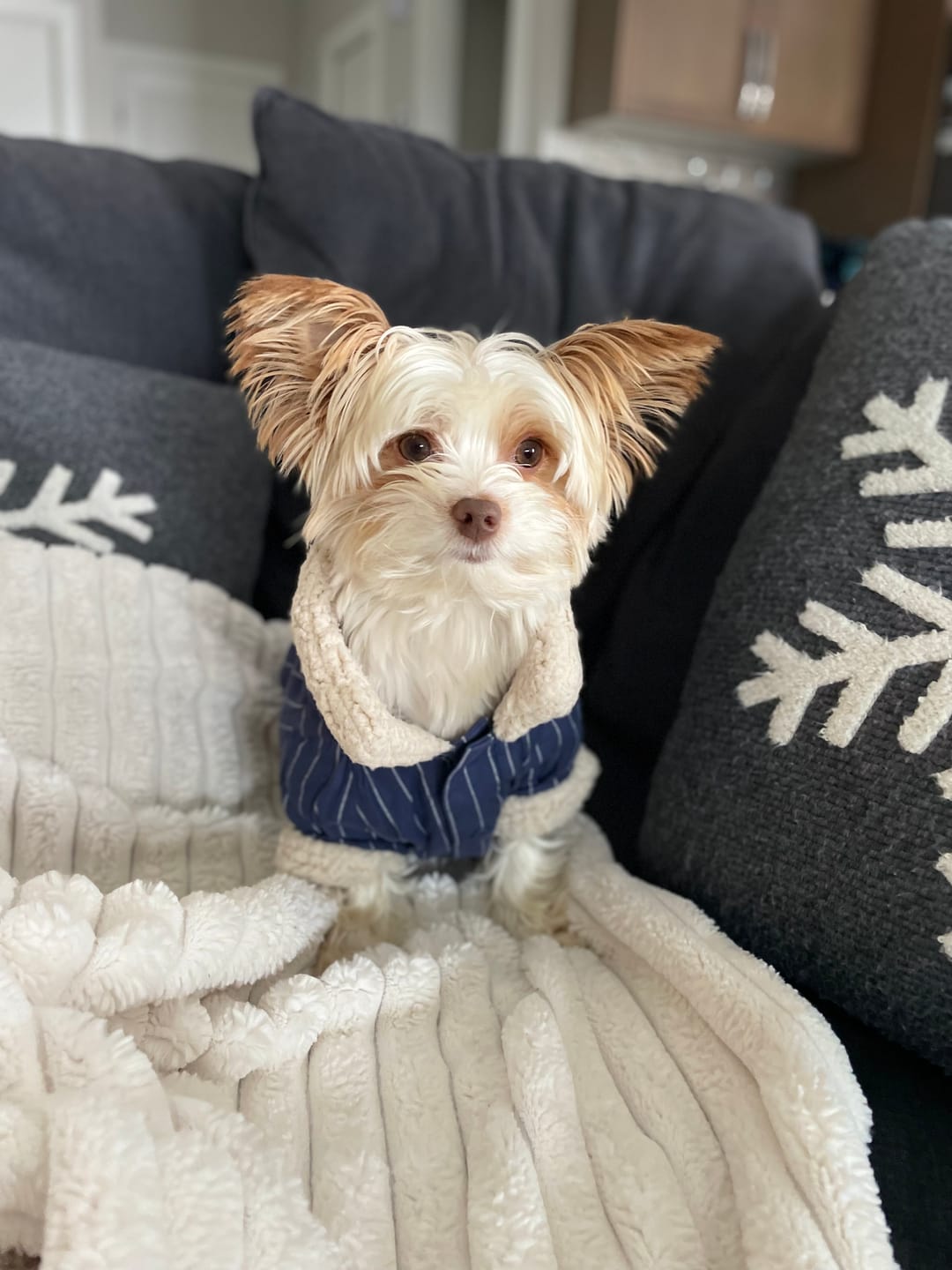 Customer photo review of Custom Desktop One Pet Portrait