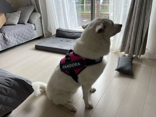 Customer photo review of Furryking™ Ultimate Personalized No Pull Dog Harness
