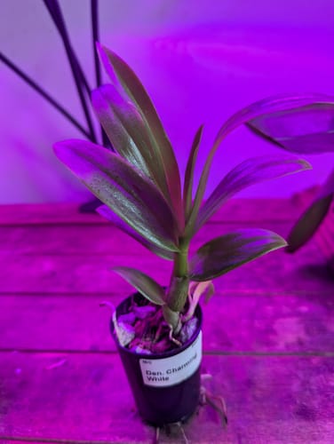 Customer photo review of Dendrobium - Orchid - Dendrobium spp
