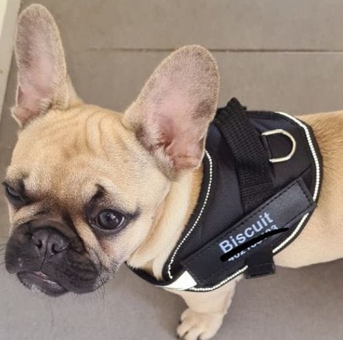 Customer photo review of Furryking™ Ultimate Personalized No Pull Dog Harness
