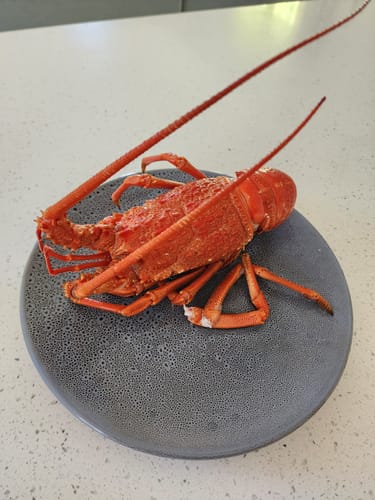 Customer photo review of Live NZ Red Crayfish