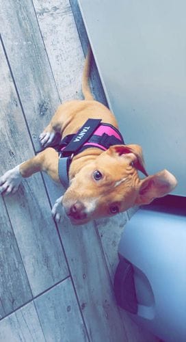 Customer photo review of Furryking™ Ultimate Personalized No Pull Dog Harness