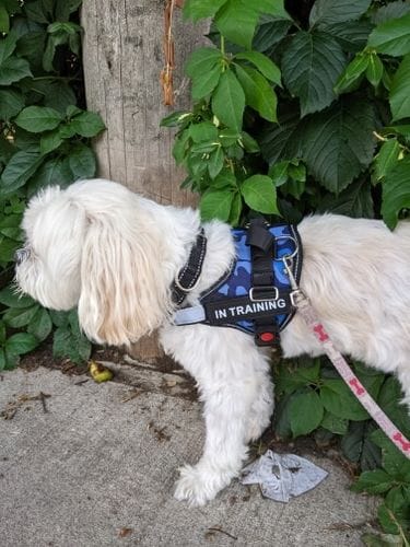 Customer photo review of Furryking™ Ultimate Personalized No Pull Dog Harness