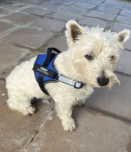 Customer photo review of Furryking™ Ultimate Personalized No Pull Dog Harness