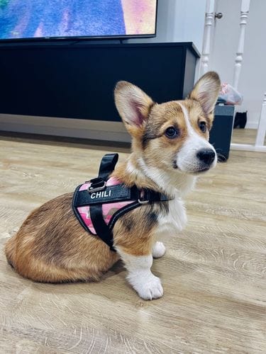 Customer photo review of Furryking™ Ultimate Personalized No Pull Dog Harness