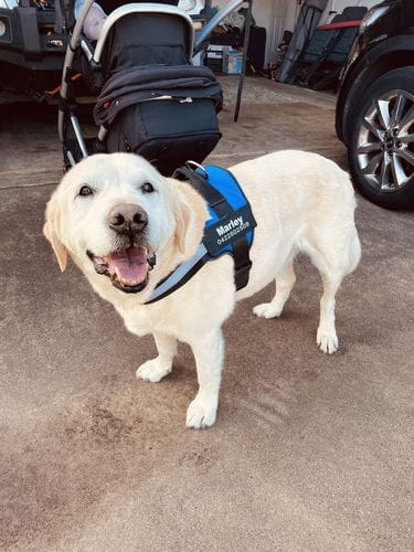 Customer photo review of Furryking™ Ultimate Personalized No Pull Dog Harness