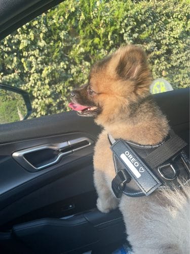 Customer photo review of Furryking™ Ultimate Personalized No Pull Dog Harness