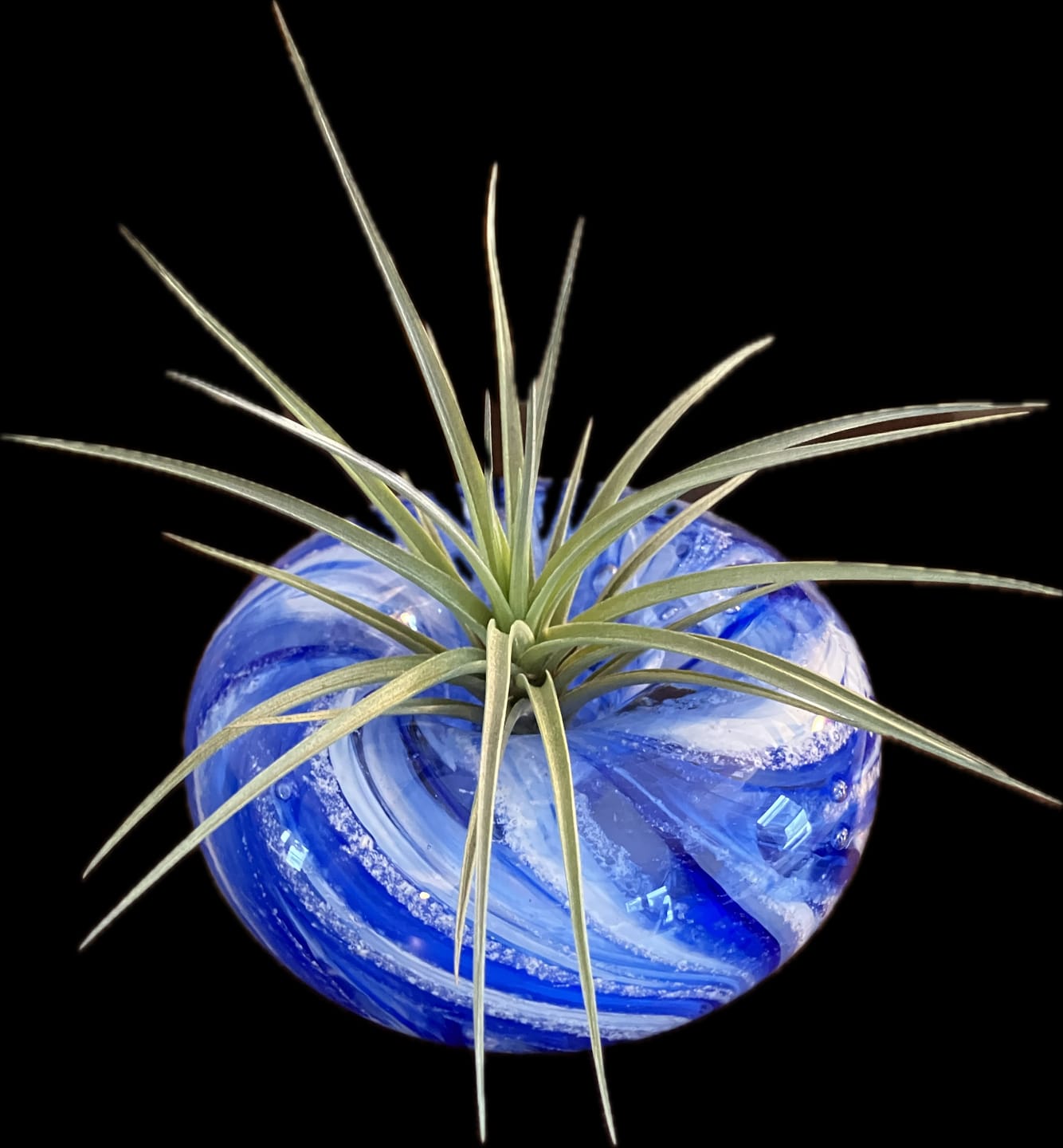 Customer photo review of Medium Air Plant Planter with Cremation Ashes