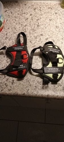 Customer photo review of Furryking™ Ultimate Personalized No Pull Dog Harness
