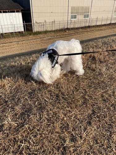 Customer photo review of FunFunPet 高機能ハーネス（お名前タグ作成サービス付き）