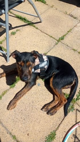Customer photo review of Furryking™ Ultimate Personalized No Pull Dog Harness