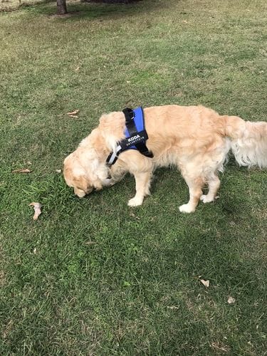 Customer photo review of Furryking™ Ultimate Personalized No Pull Dog Harness