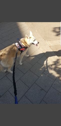 Customer photo review of Furryking™ Ultimate Personalized No Pull Dog Harness